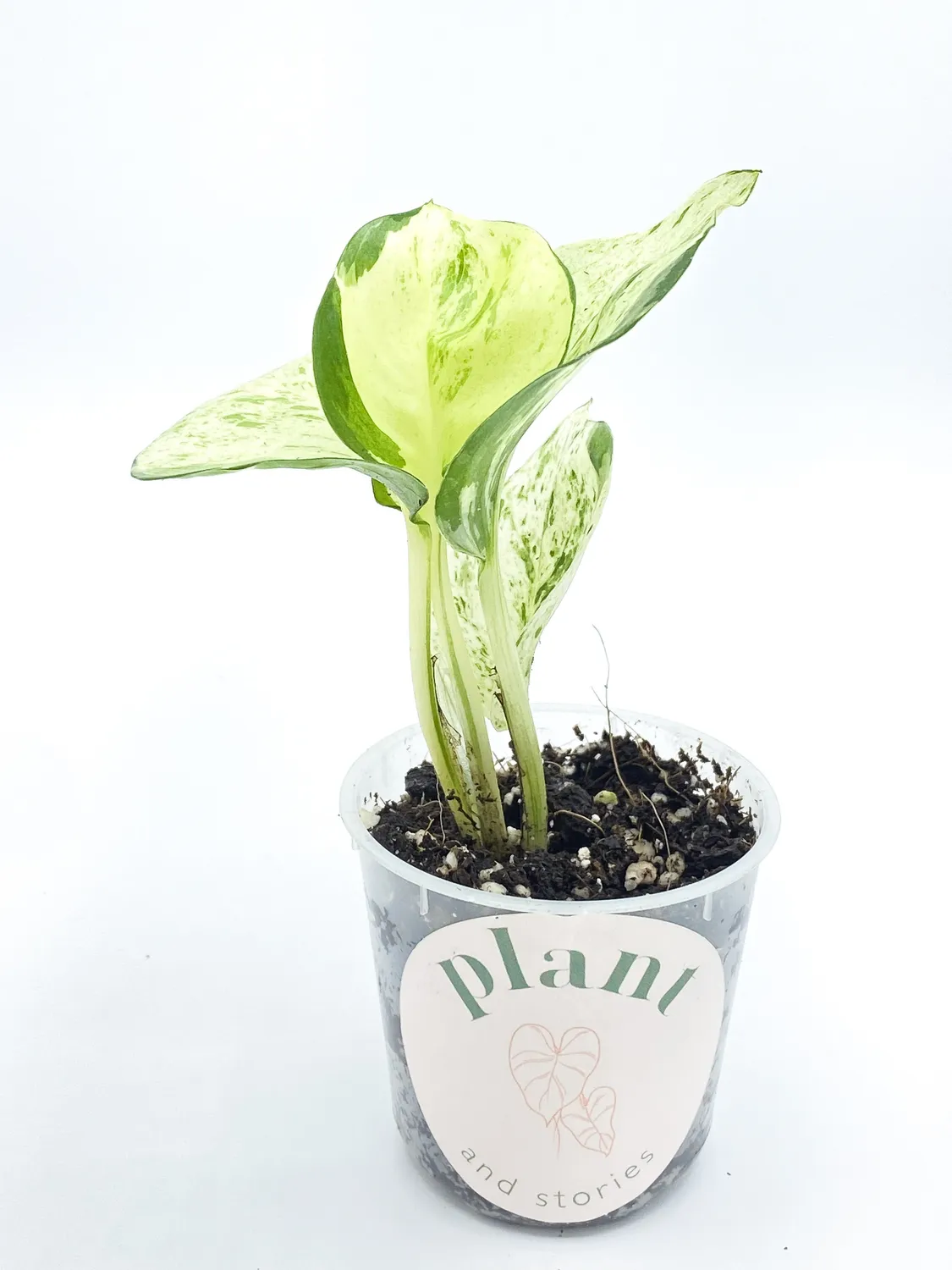 PLANT AND STORIES Epipremnum Manjula plante pot 6 cm marbré