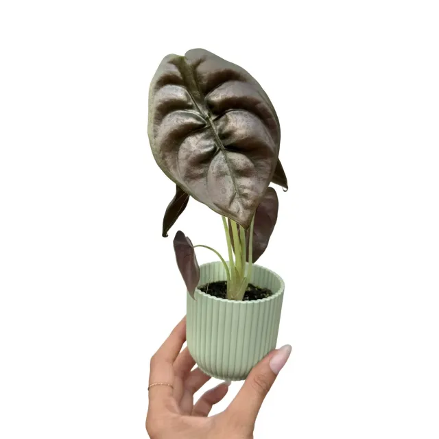 Plant and Stories Cuprea Red Secret alocasia cuivrée pot 9 cm
