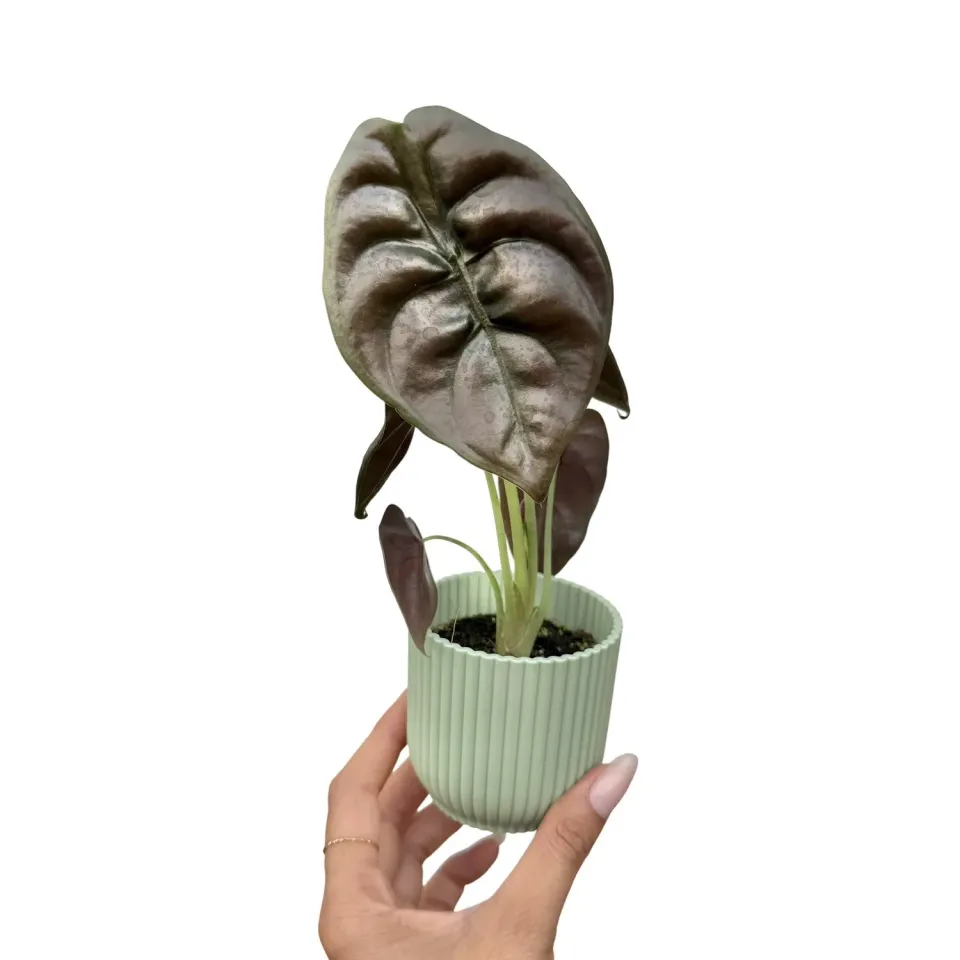 Plant and Stories Cuprea Red Secret alocasia cuivrée pot 9 cm