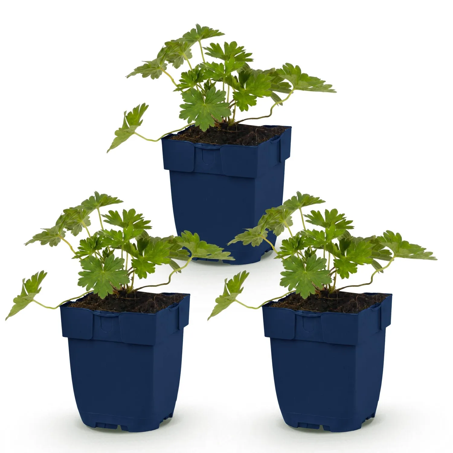 Plant and Stories Géranium Rozanne vivace pot 11 cm violet