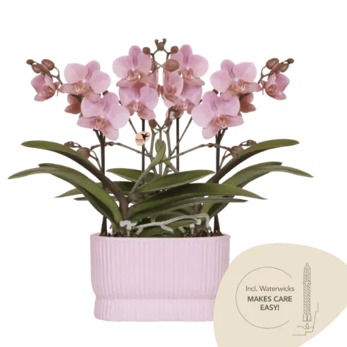 Plant and Stories Treviso orchidée rose ancien lot de 2