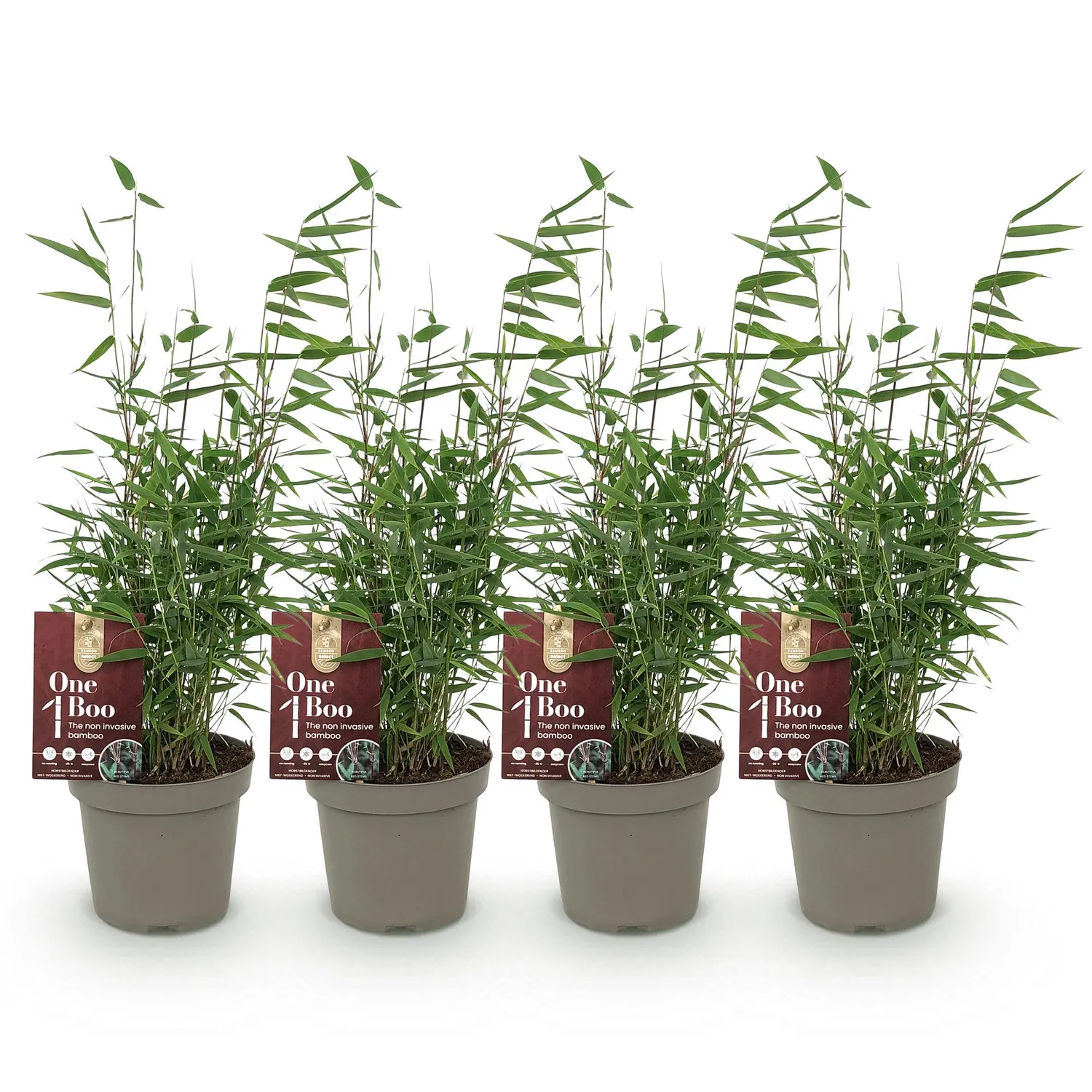 Plant and Stories Red Dragon bambou Fargesia pot 14cm 2 plants