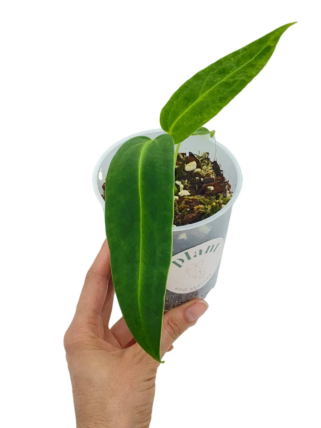 Plant and Stories Warocqueanum anthurium velours pot 6 cm