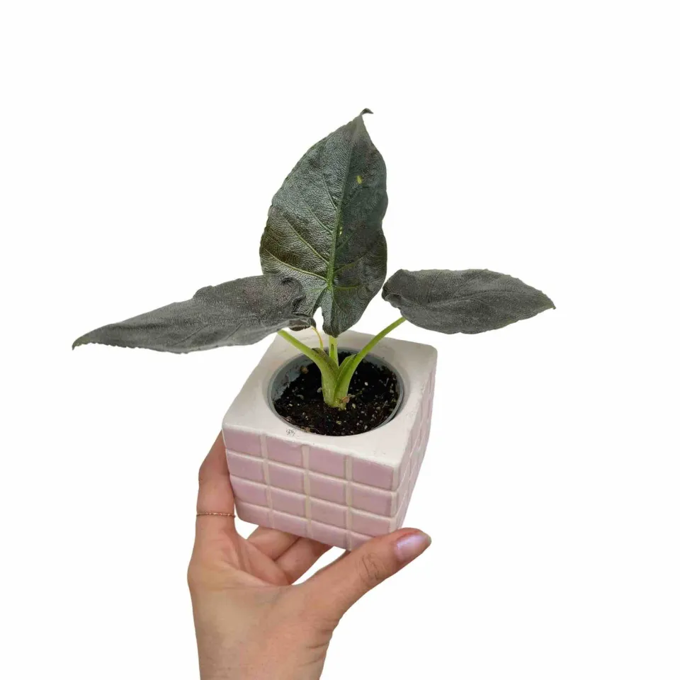 Plant and Stories Antoro Velvet alocasia 6 cm feuilles veloutées