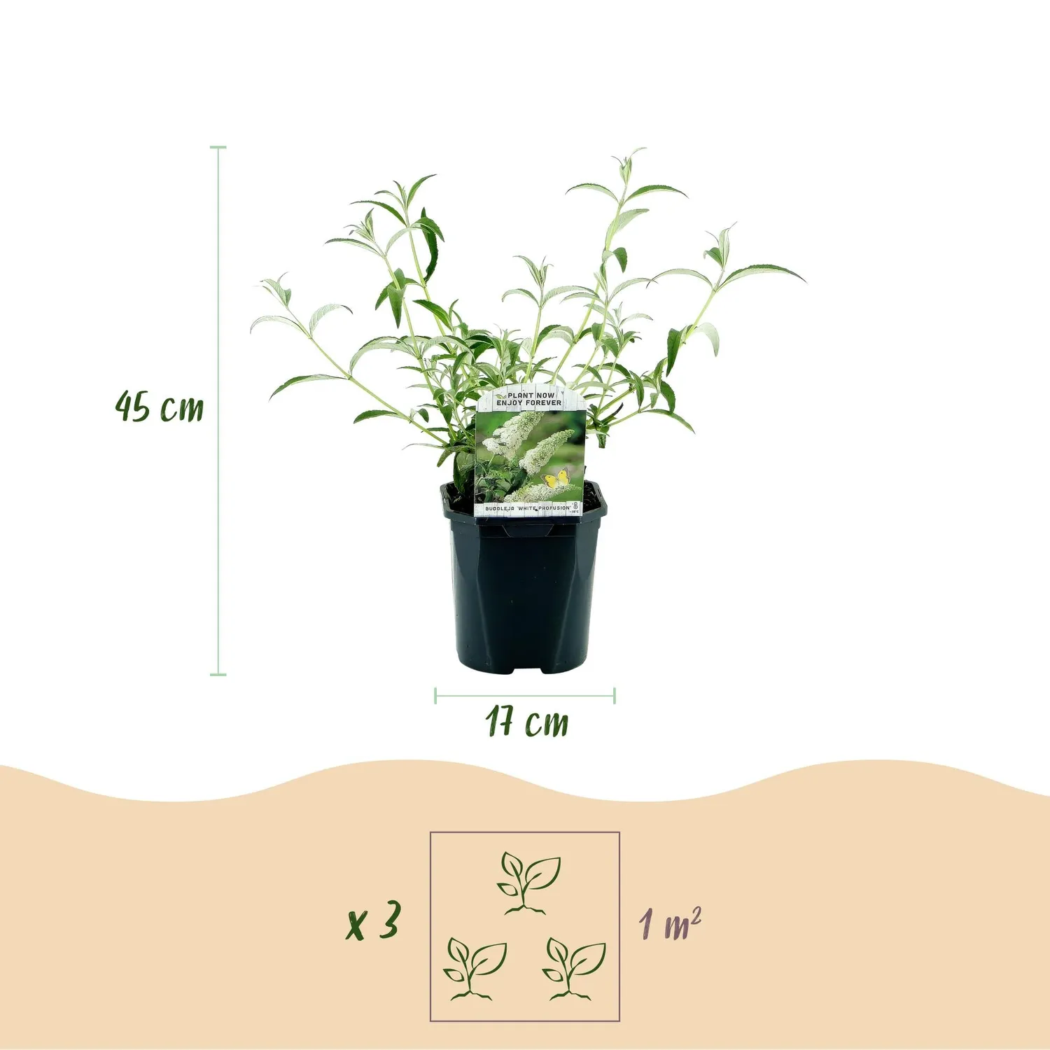 Plant and Stories Buddleja White Profusion arbuste pot 17 cm mellifère