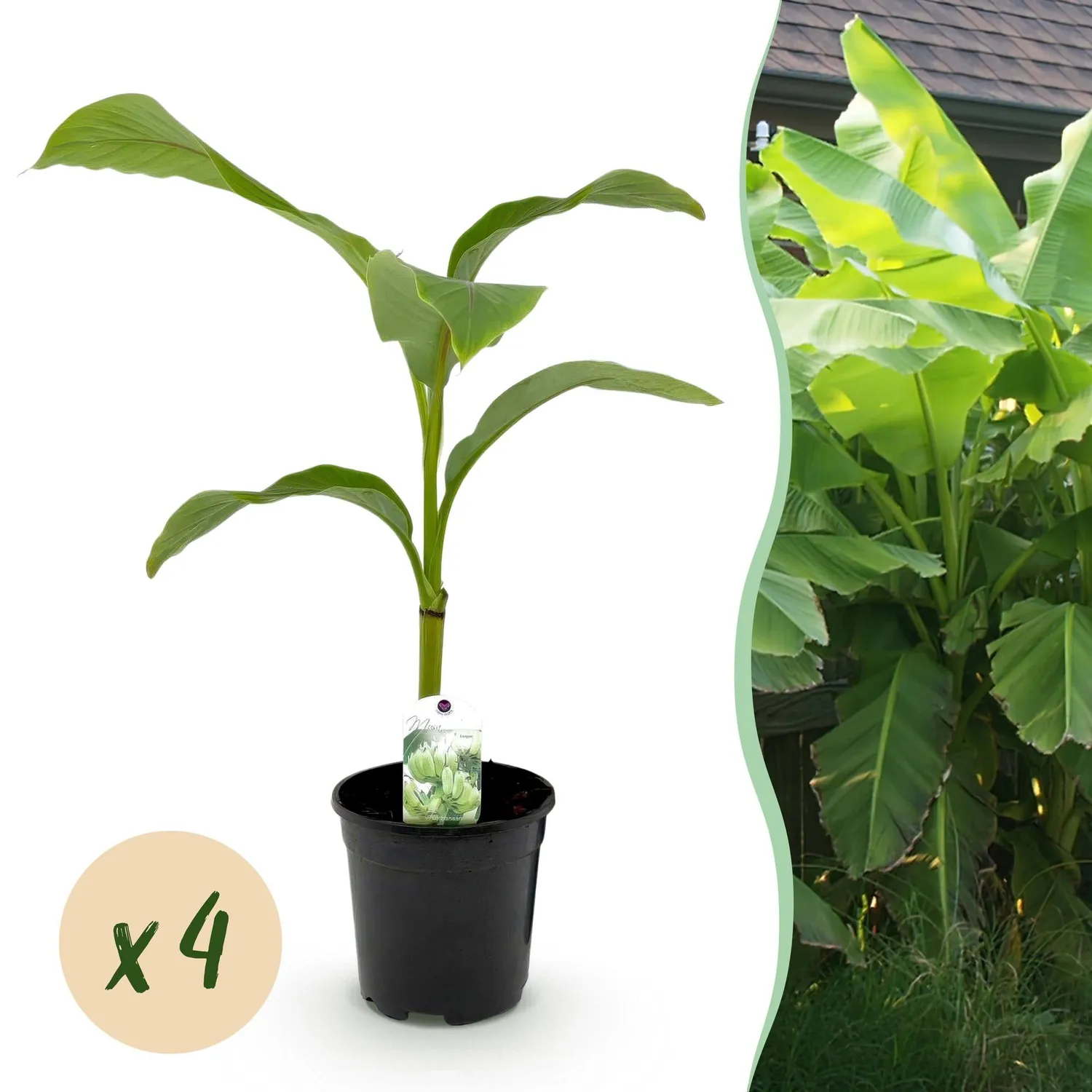 Plant and Stories Musa Basjoo bananier pot 17cm rustique
