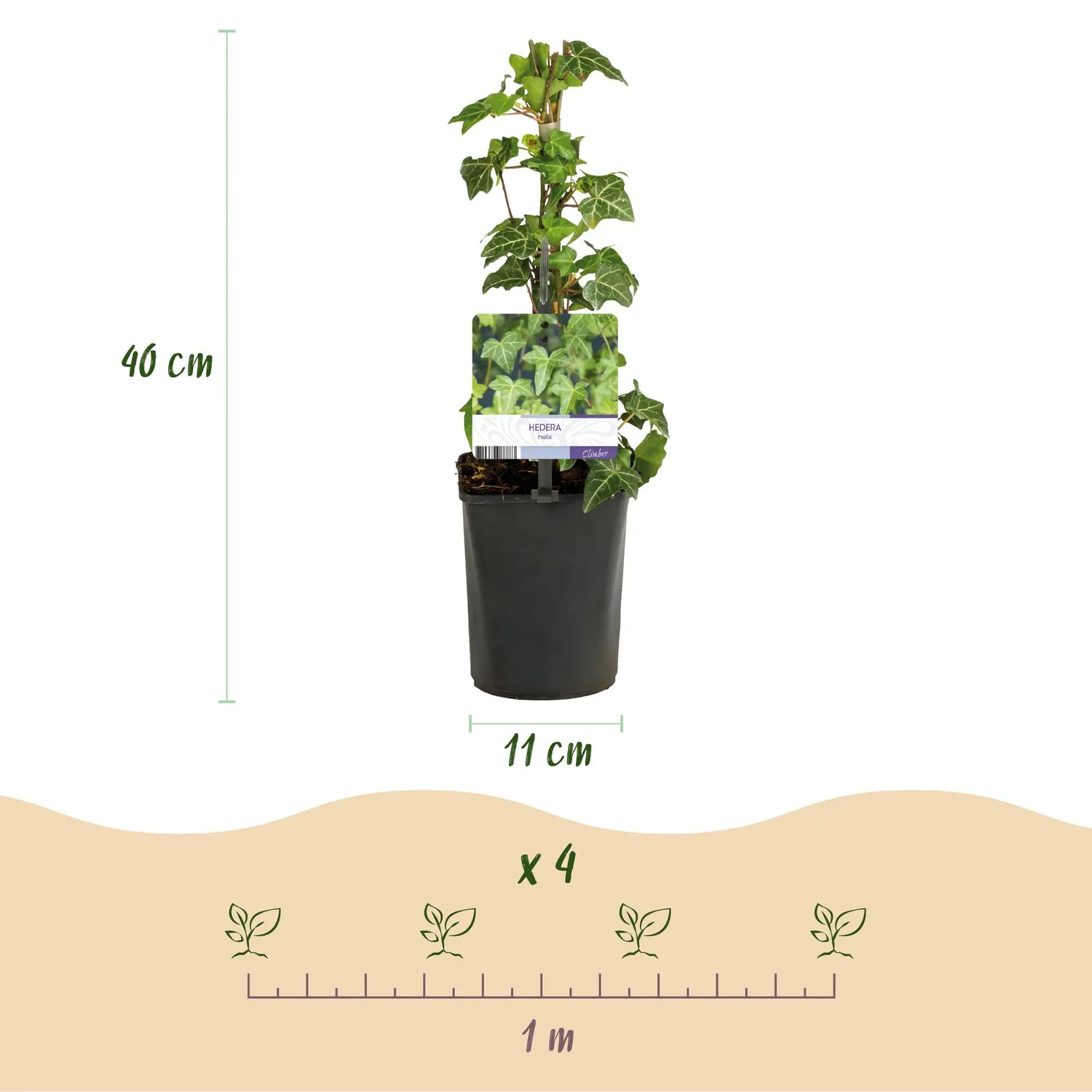Plant and Stories Lierre Hedera helix plante grimpante lot 2 ombre