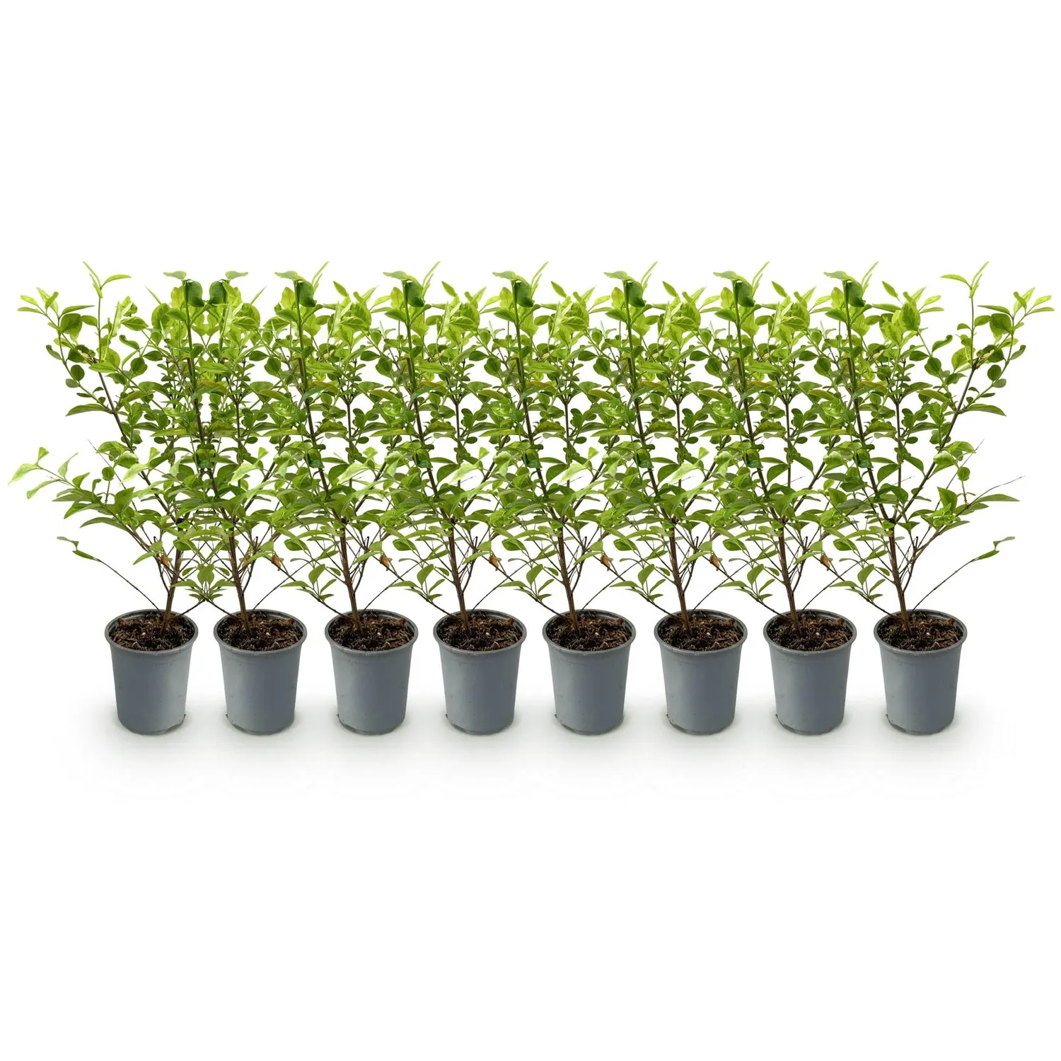 Plant and Stories Aureum troène doré 8 plants pot 9 cm