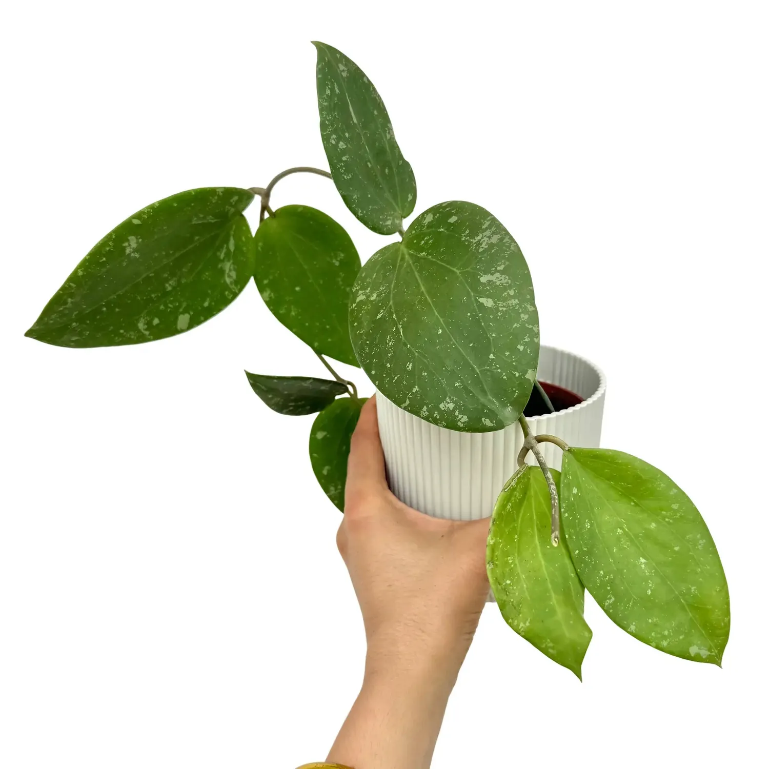 Plant and Stories Hoya Glabra Splash intérieur 10,5 cm