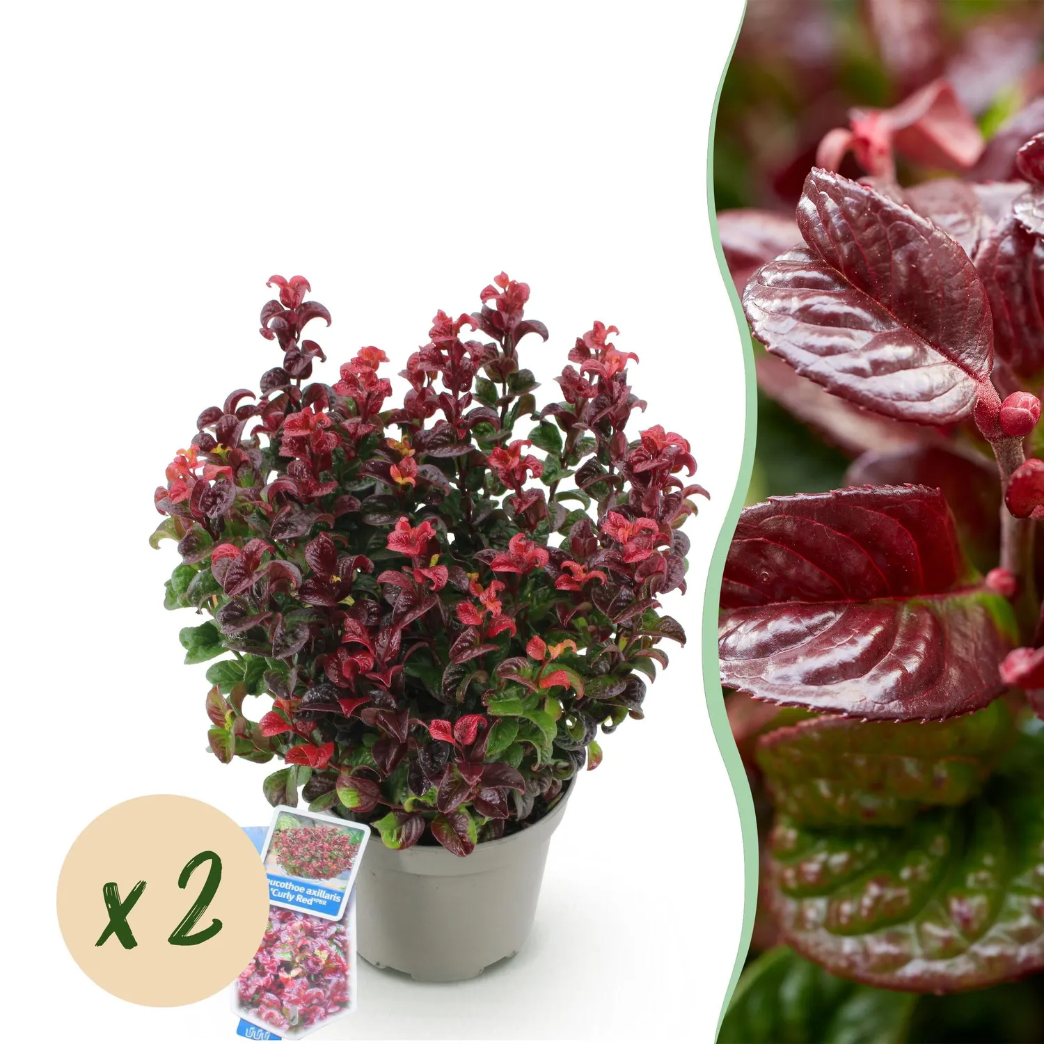 Plant and Stories Leucothoé Curly Red arbuste 1 plant persistant