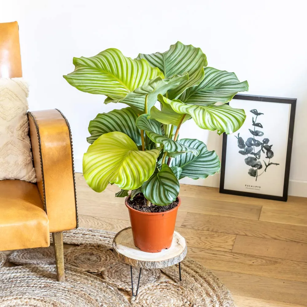 Réconciliation Végétale Anna calathea orbifolia plante mi-ombre
