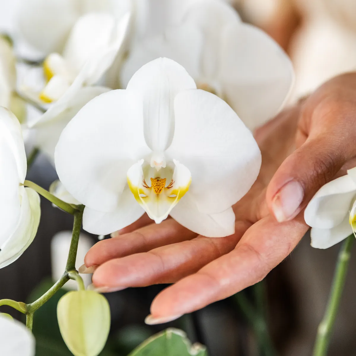 Plant and Stories Phalaenopsis orchidée blanche duo pot 12 cm