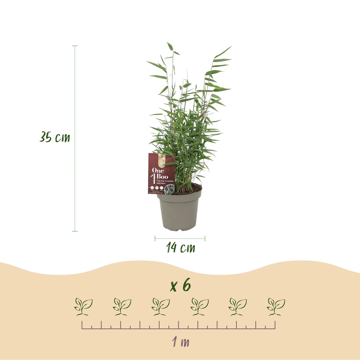 Plant and Stories Red Dragon bambou Fargesia pot 14cm 2 plants
