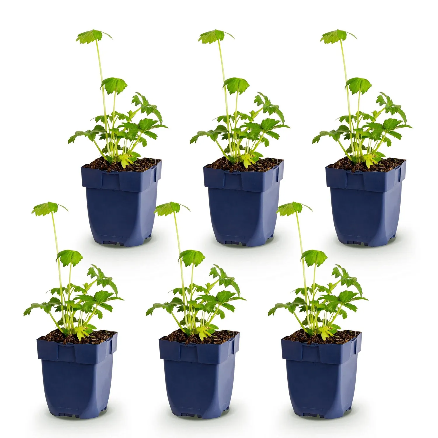 Plant and Stories Major astrance vivace pot 11 cm 1 plant