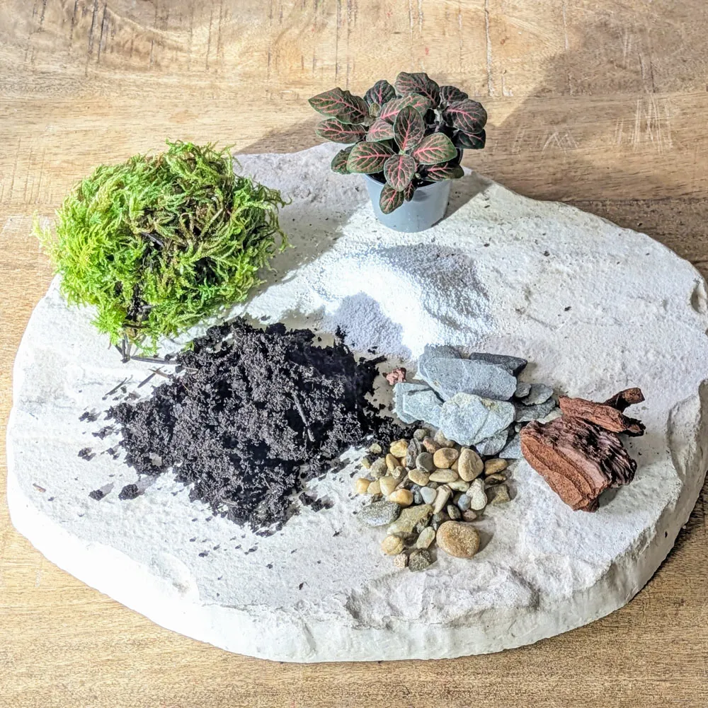Réconciliation Végétale recharge terrarium petit modèle 1 plante