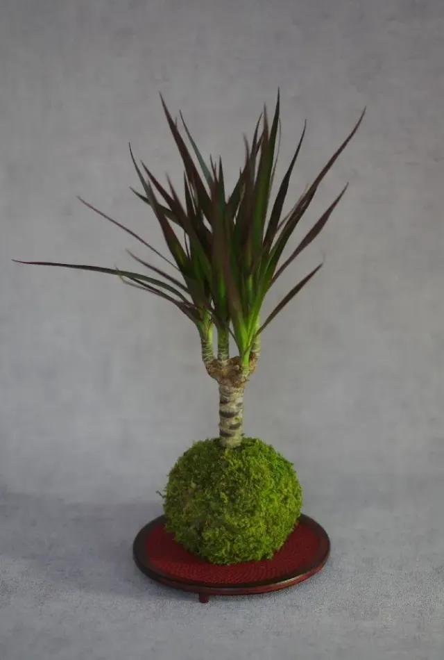 Aquaphyte Volcan Rwanda Ni kokedama dracaena graphique