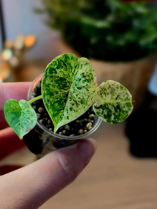 plant.ess Dragon Scale Mint alocasia 3 feuilles pot 5cm