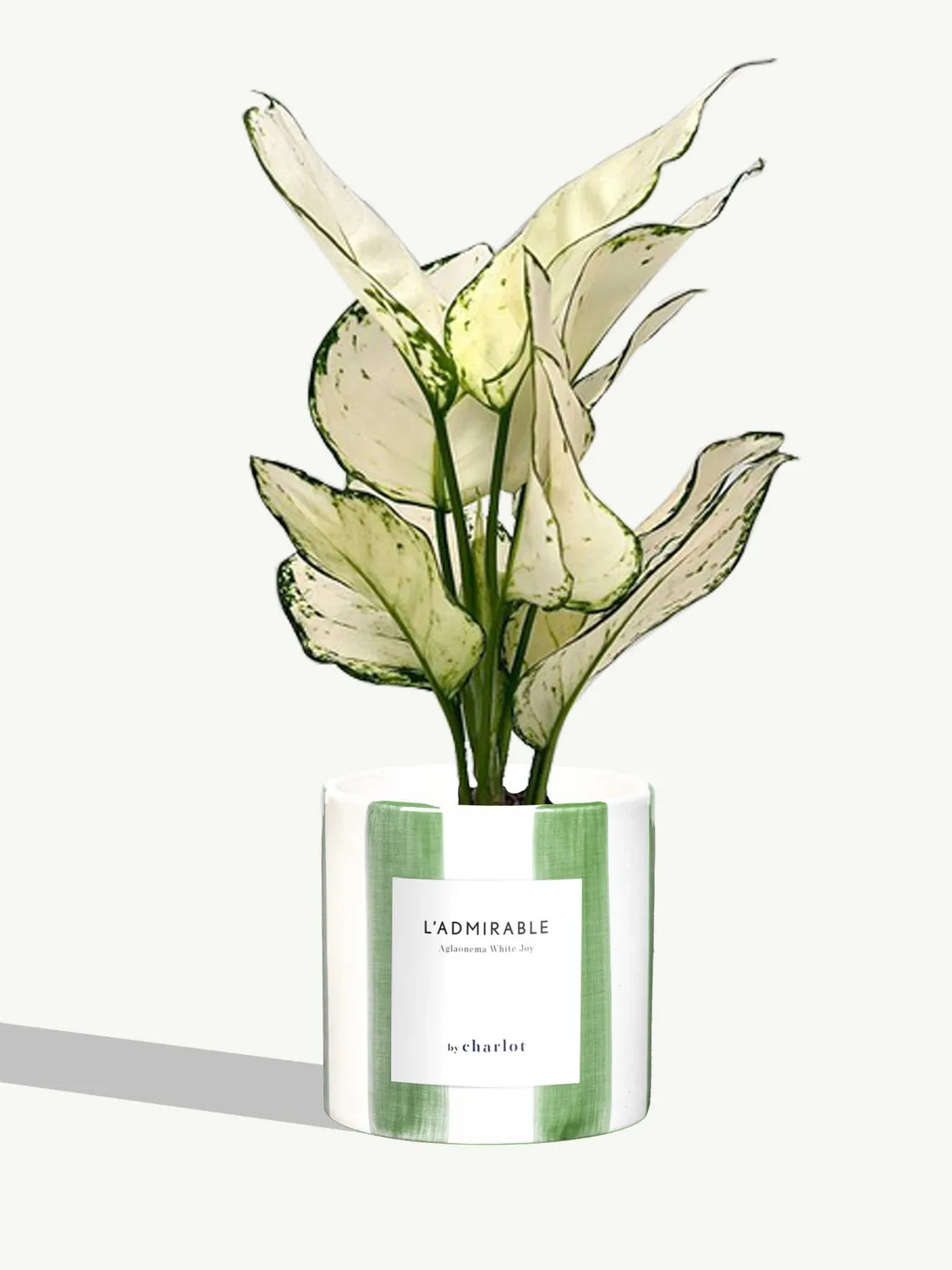 By Charlot L'Admirable plante pot S aglaonema blanc