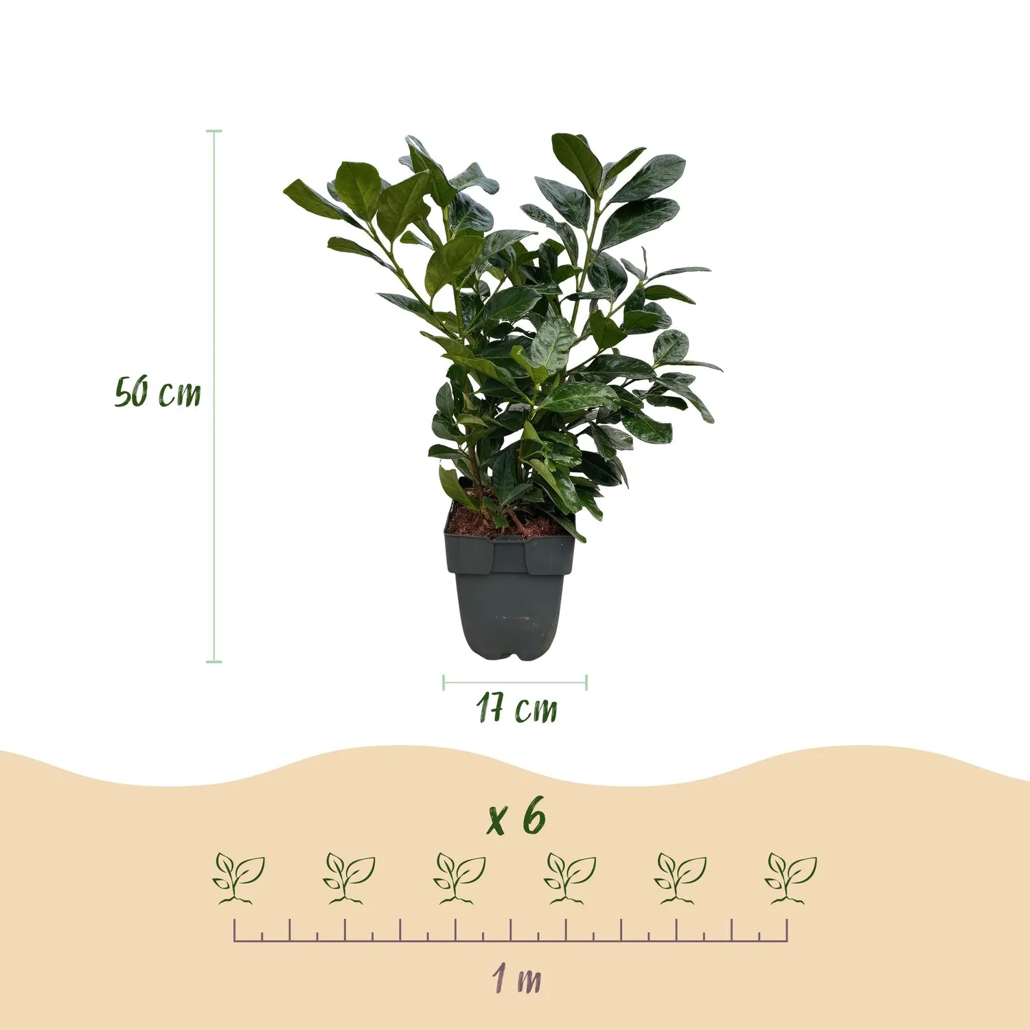 Plant and Stories Etna laurier-cerise 6 plants haie 1 m