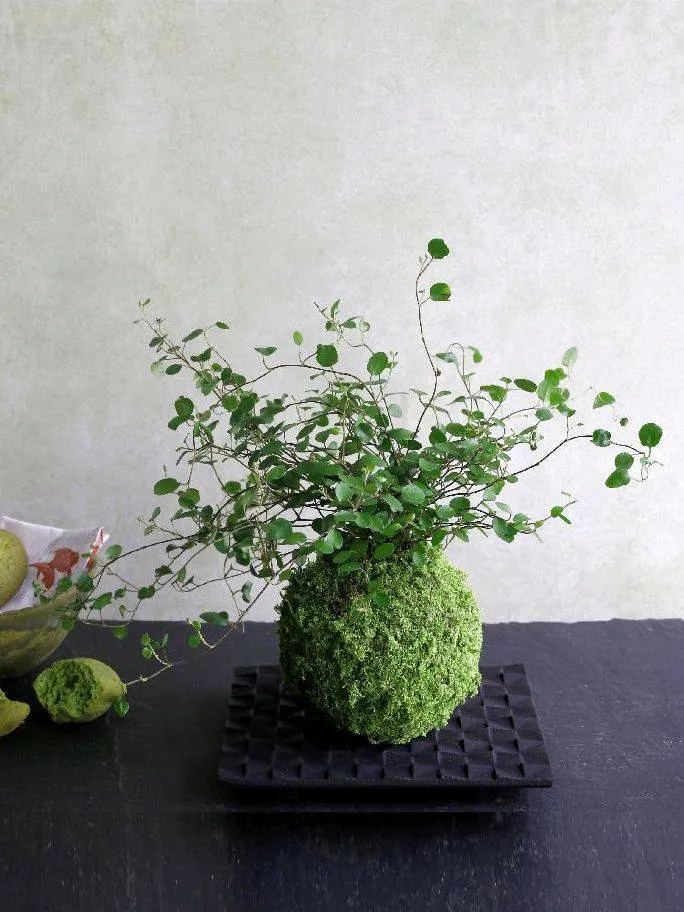 Aquaphyte Kokedama Myohoji Ichi plante retombante