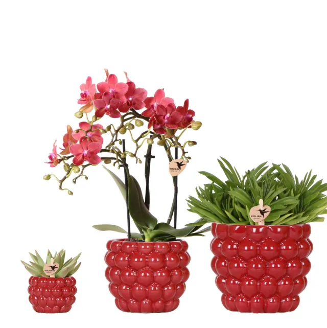 Plant and Stories Phalaenopsis Congo orchidée rouge coffret