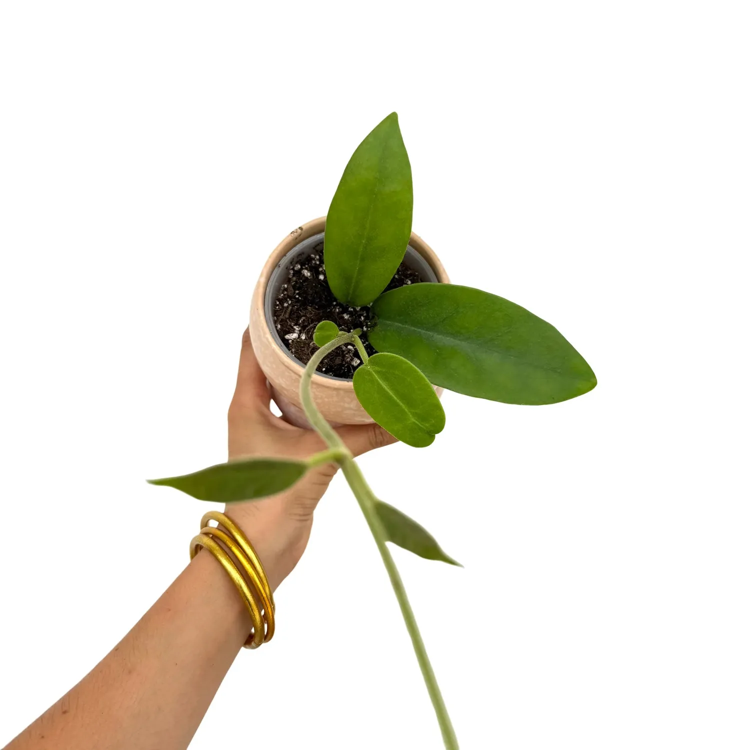 PLANT AND STORIES Hoya Albiflora plante d'intérieur pot 9cm