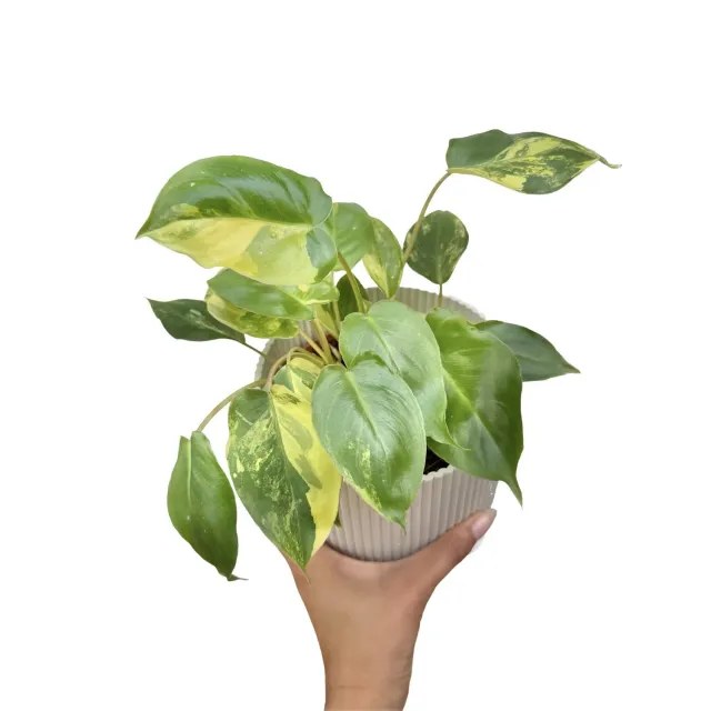 Plant and Stories Burle Marx philodendron panaché 6 cm crème
