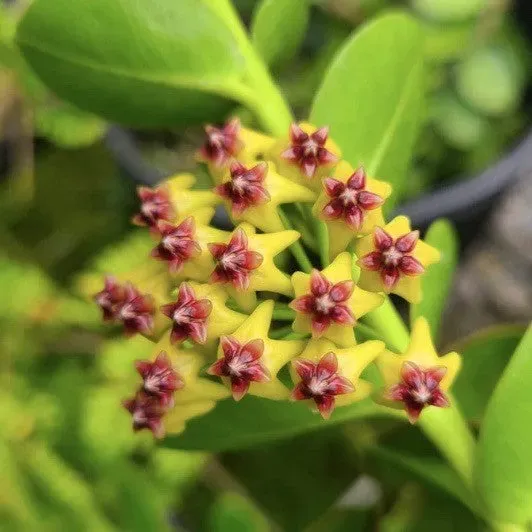 Plant and Stories Hoya Cumingiana plante pot 6cm fleurs parfumées
