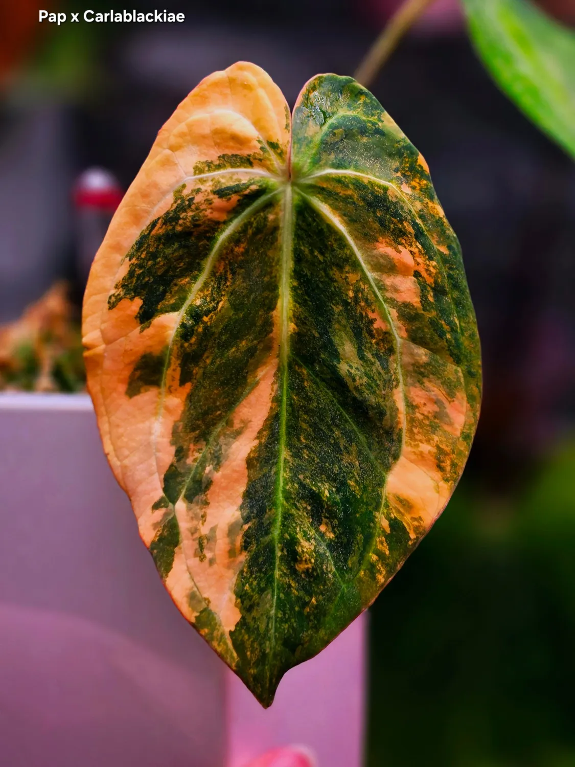 plant.ess Papillilaminum x Carlablackiae anthurium panaché clone