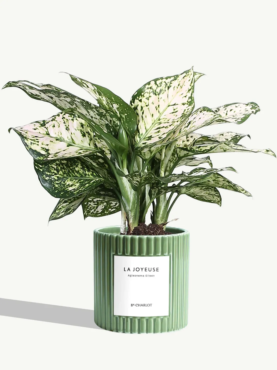 By Charlot La Joyeuse plante verte pot décoré