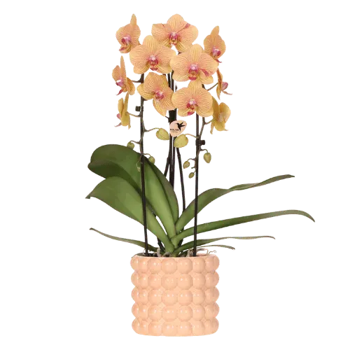 Plant and Stories Phalaenopsis Niagara Falls Sunny Bunny orchidée 12cm