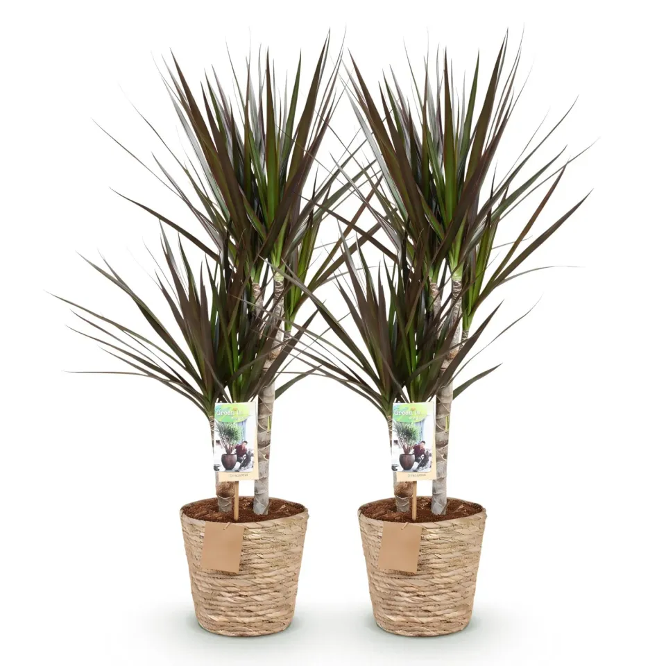 Plant and Stories Dracaena Magenta arbre dragon lot de 2 17 cm