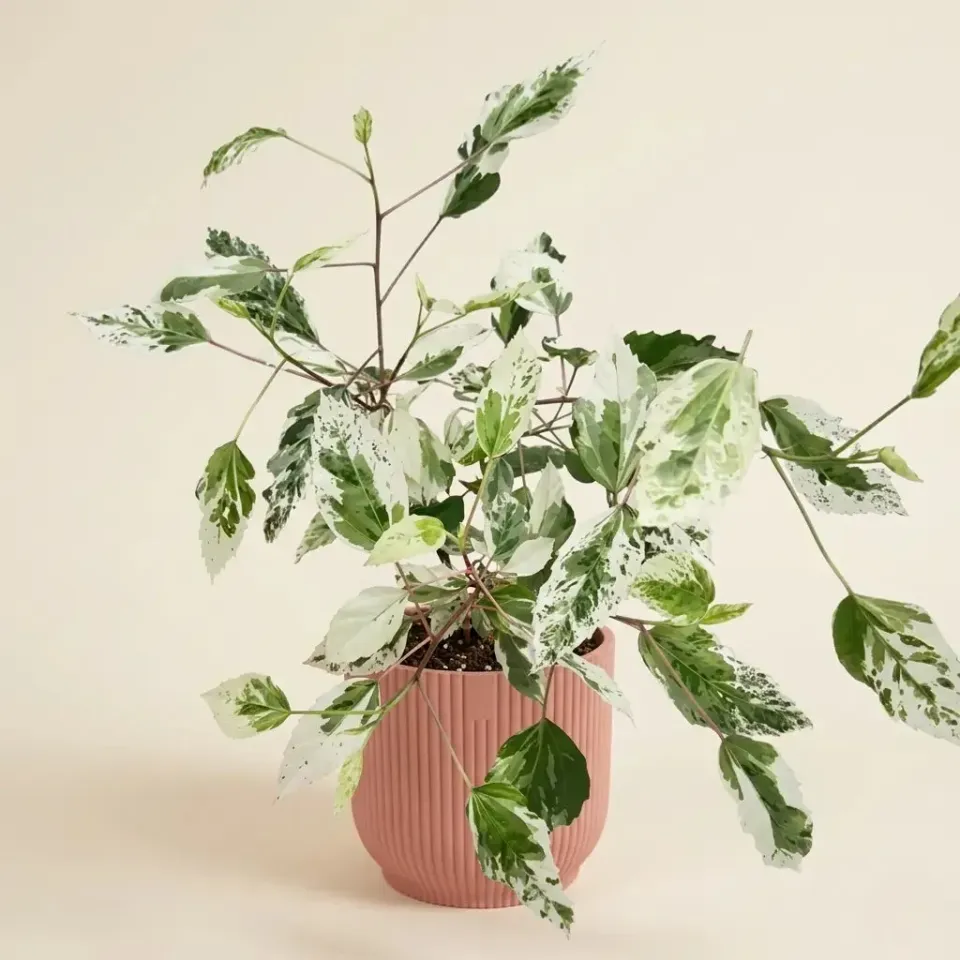 Plant and Stories Hibiscus Variegata arbuste pot 12 cm panaché