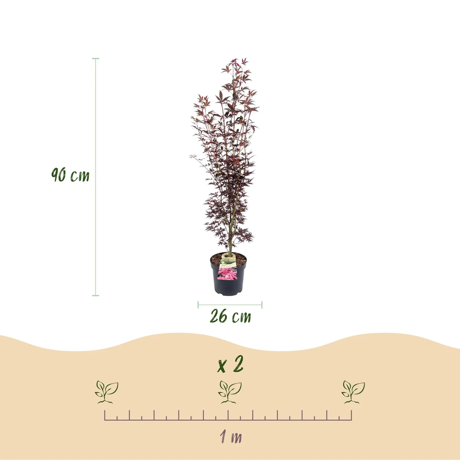 Plant and Stories Atropurpureum érable Japon pot 26 cm pourpre
