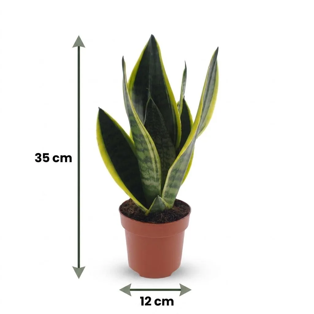 Plant and Stories Sansevieria Futura Superba langue belle-mère pot 12 cm
