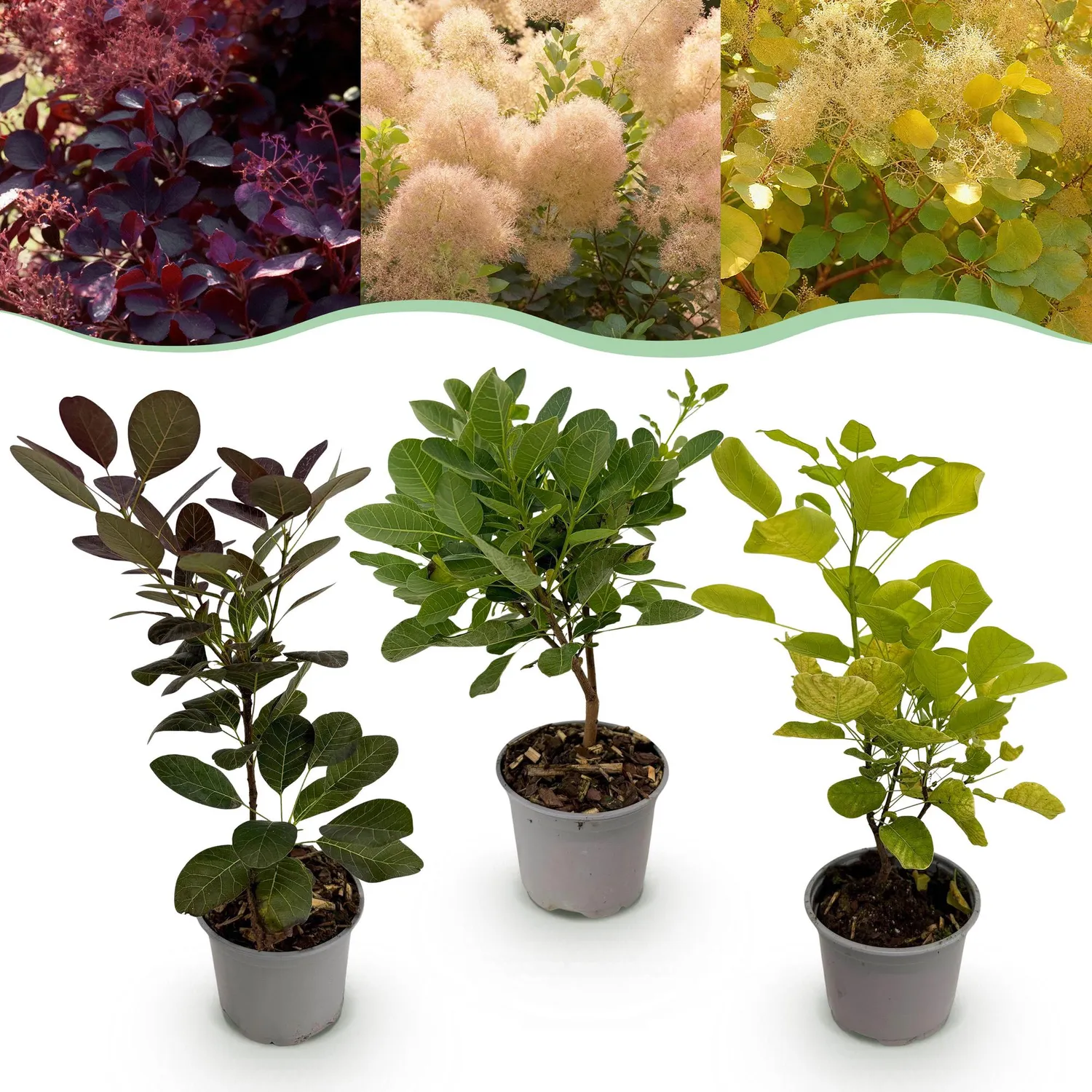 Plant and Stories Cotinus Arbre à perruque lot 3 pots pourpre