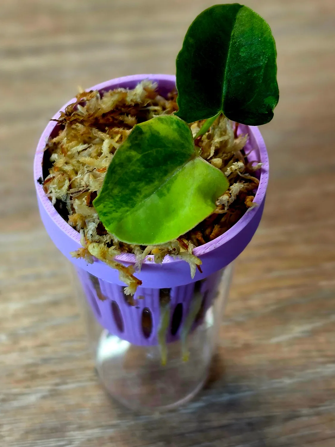 plant.ess Portillae anthurium panaché semis n°8