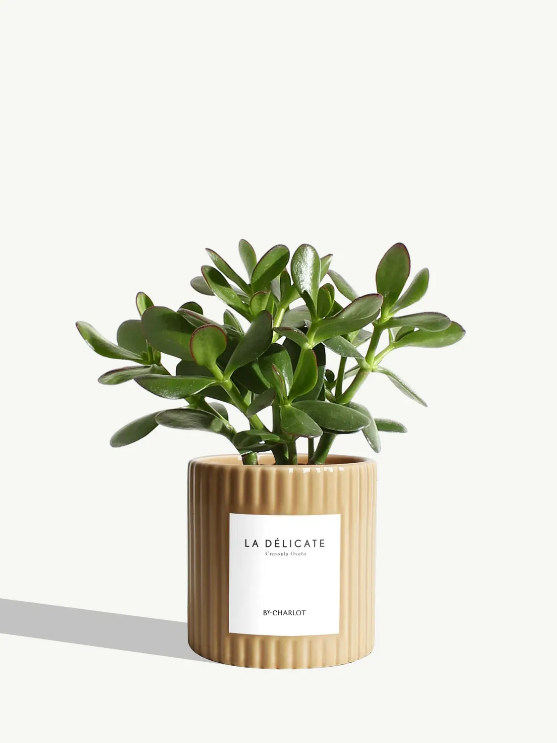 By Charlot La Délicate plante pot S crassula ovata
