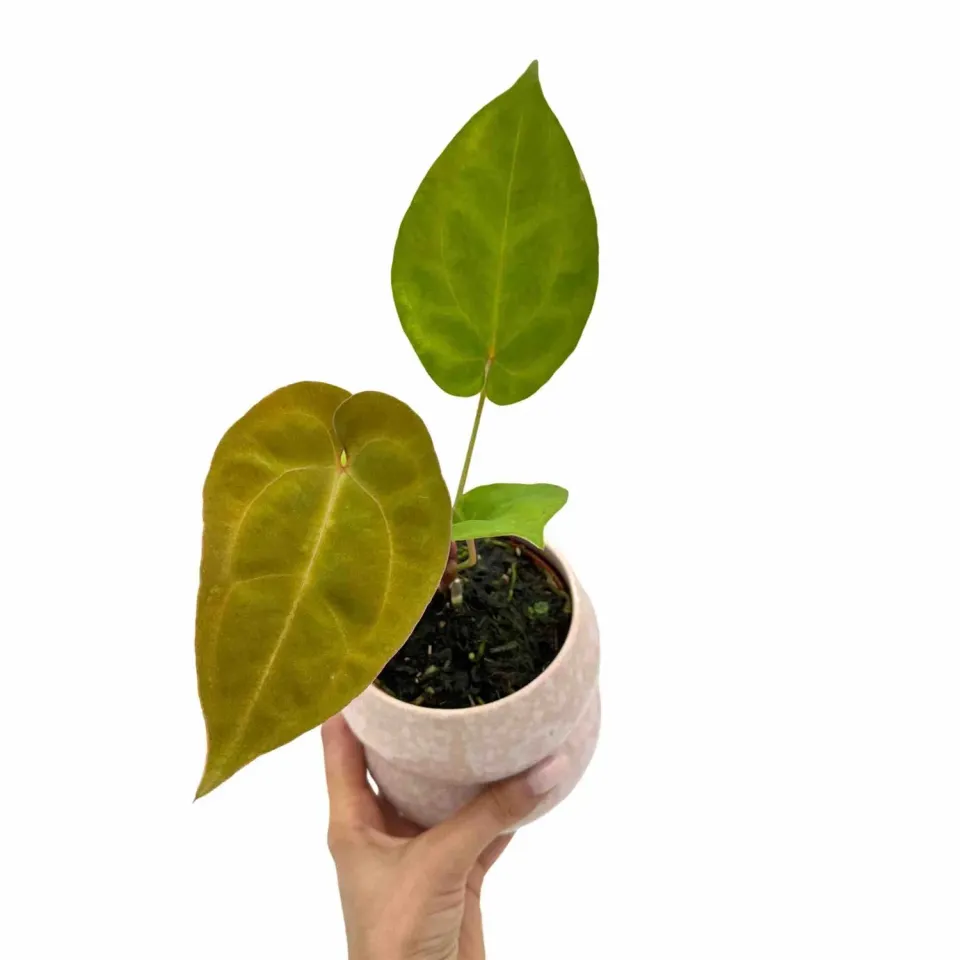 Plant and Stories Anthurium King of Spades x Forgetii x Goliath plante pot 9cm
