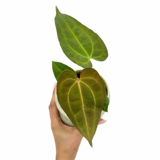 Plant and Stories Dark Mama x Ace of Spades anthurium pot 9 cm