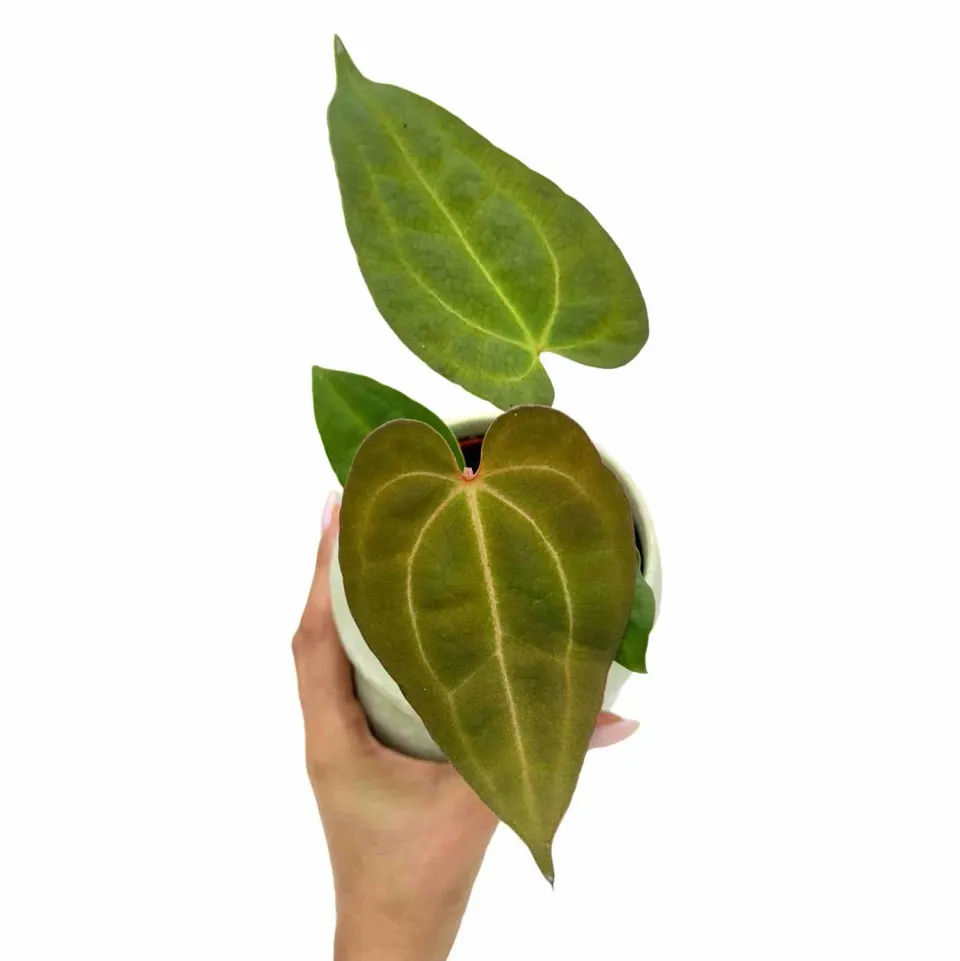 Plant and Stories Dark Mama x Ace of Spades anthurium pot 9 cm