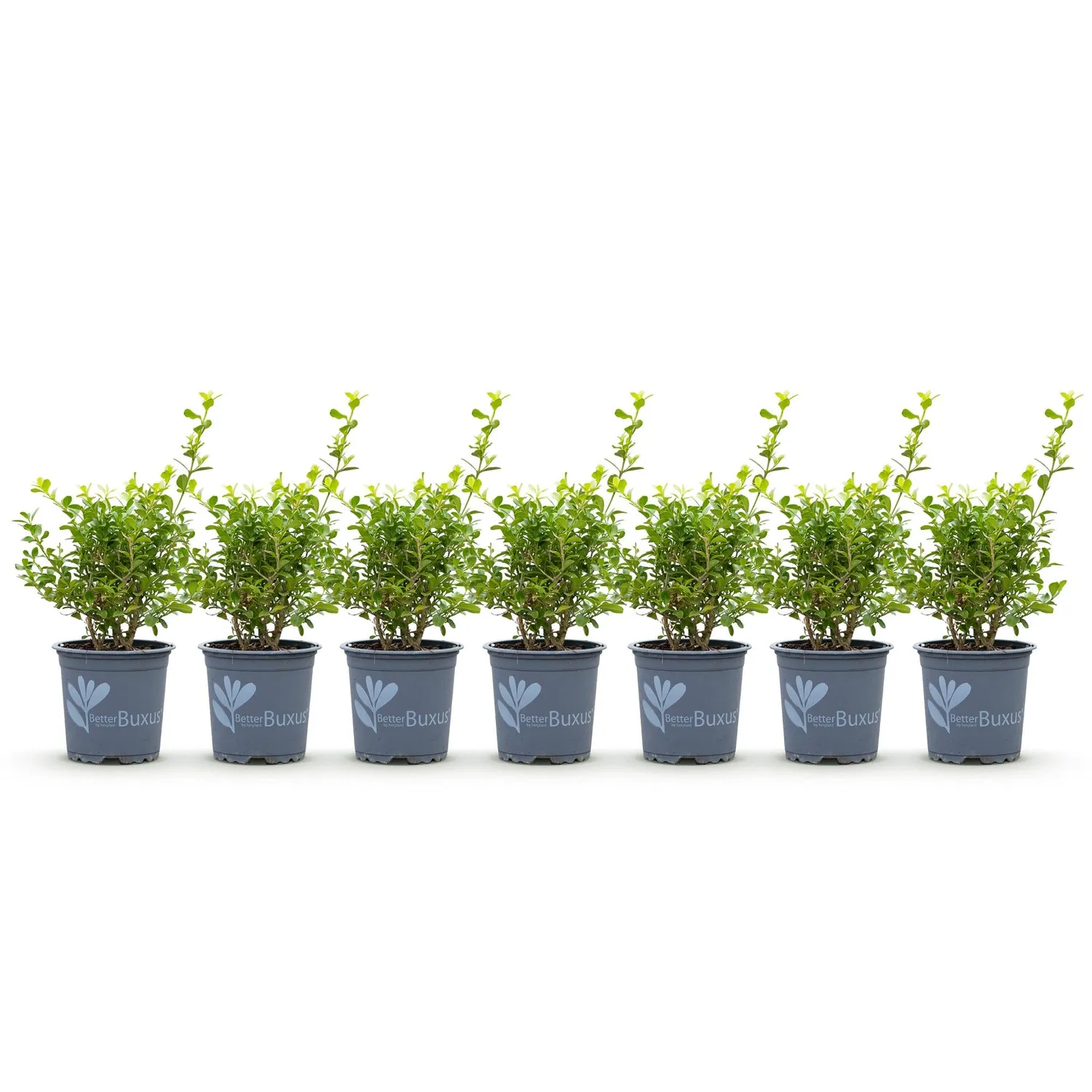 Plant and Stories Babylon Beauty buis haie lot 7 pots 11 cm