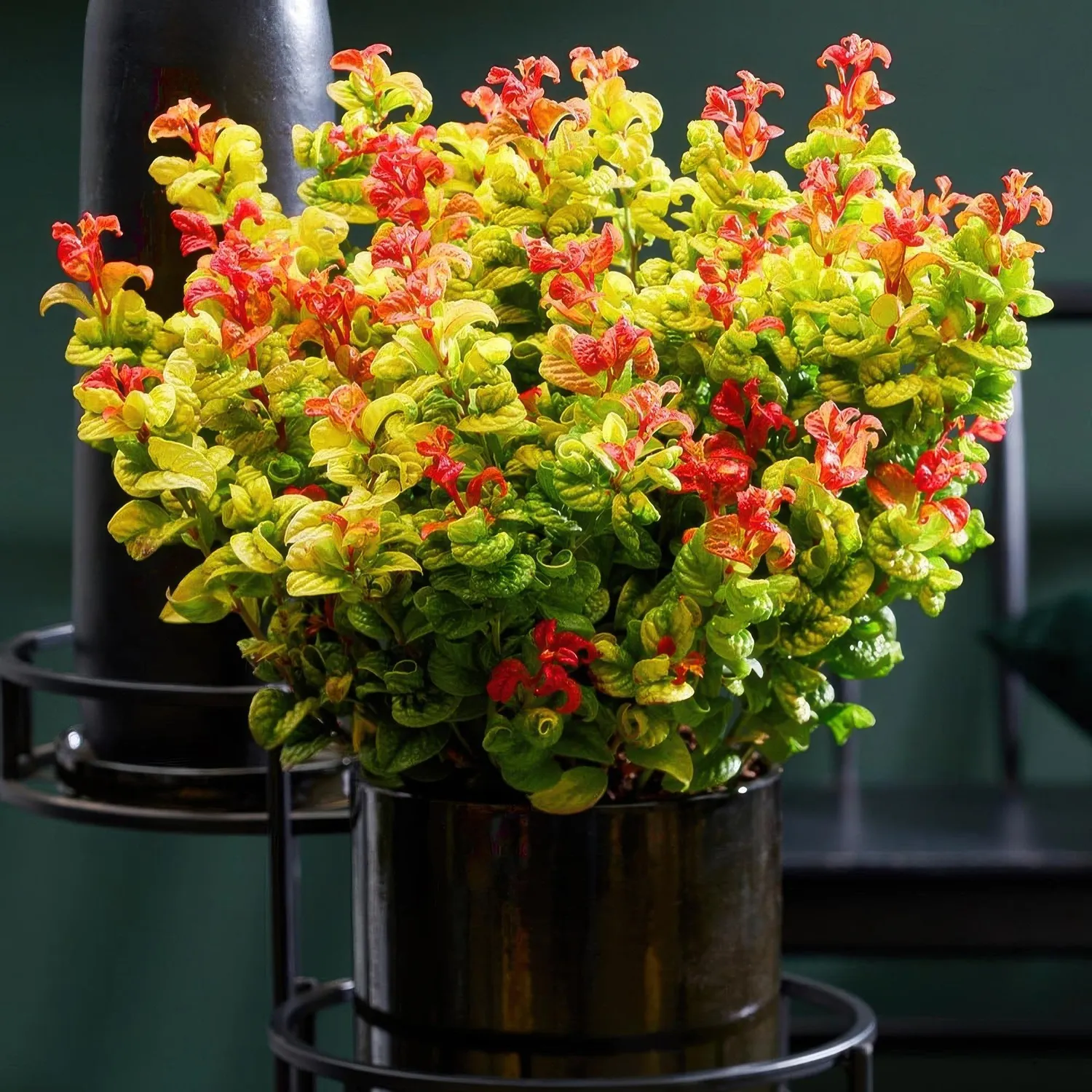 Plant and Stories Leucothoé Curly Gold arbuste 1 plant persistant