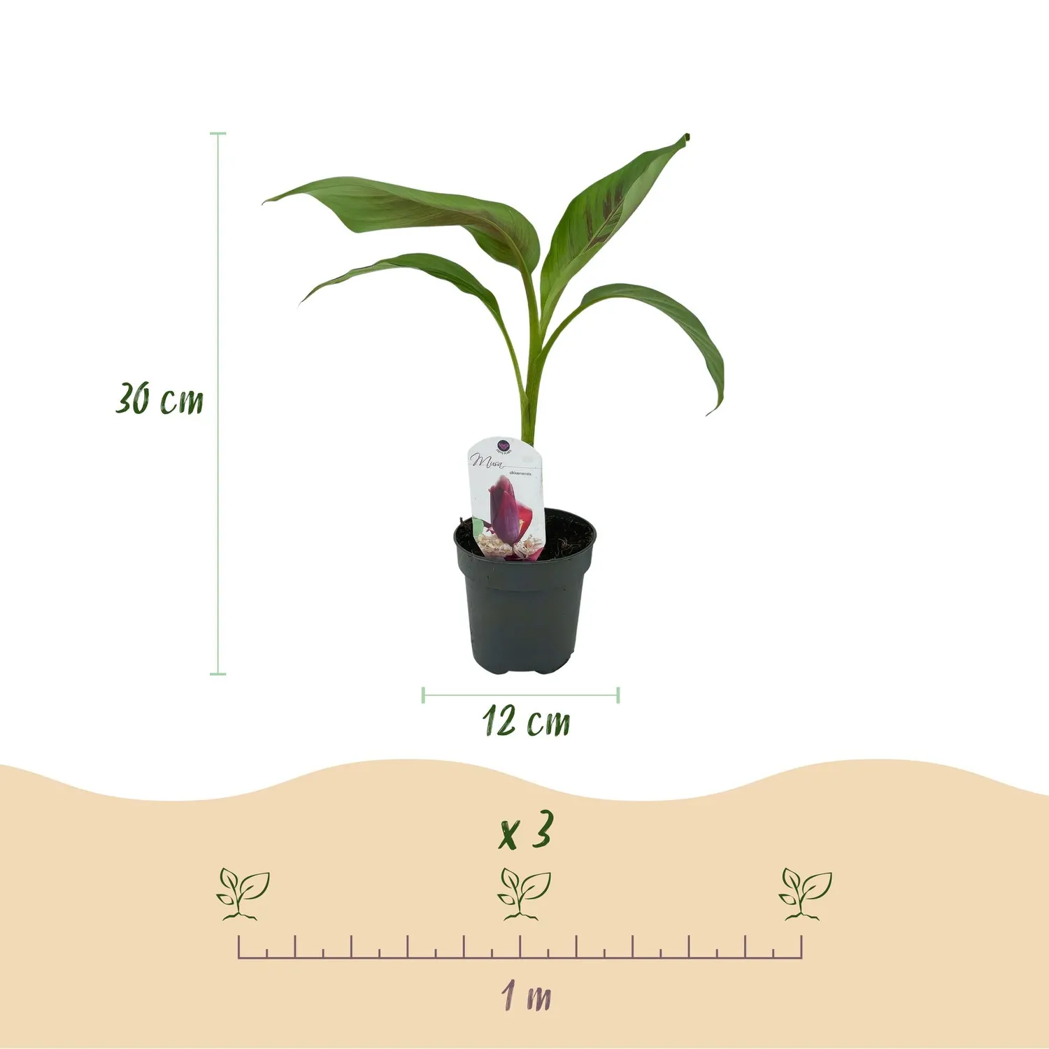 Plant and Stories Musa Red Tiger bananier 2 plants pot 12 cm feuille rouge
