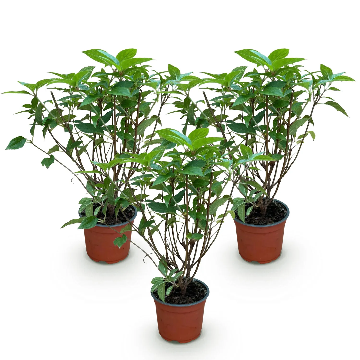 Plant and Stories hortensia paniculé Limelight pot 12 cm floraison verte
