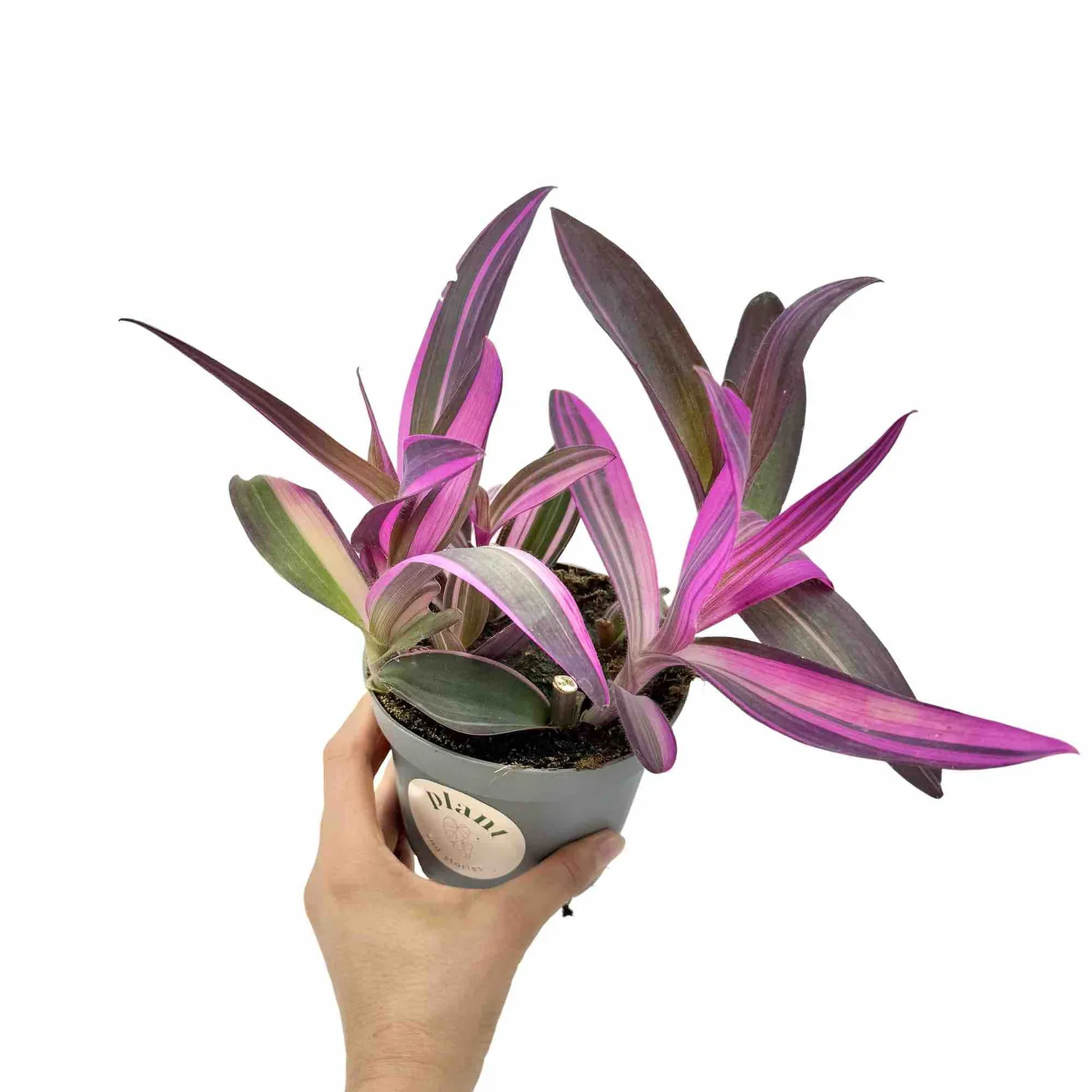 Plant and Stories Tradescantia Pallida Purple Heart plante pot 12cm
