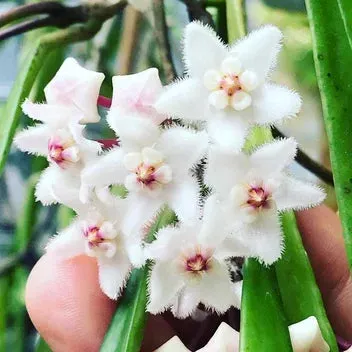 Plant and Stories Hoya Longifolia plante pot 12 cm retombante
