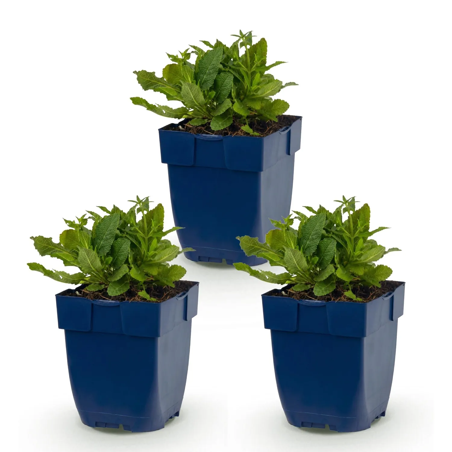 Plant and Stories Schneehügel sauge blanche 3 plants pot 11 cm