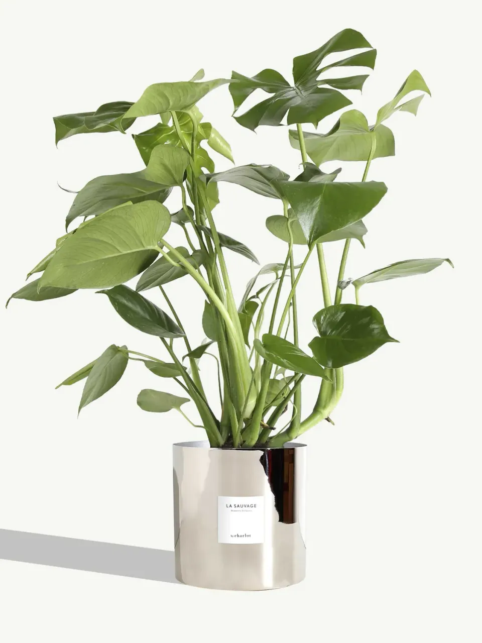 By Charlot La Sauvage plante très grande métal argent