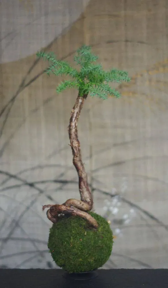 AQUAPHYTE Araucanie kokedama Ni conifère vert-gris
